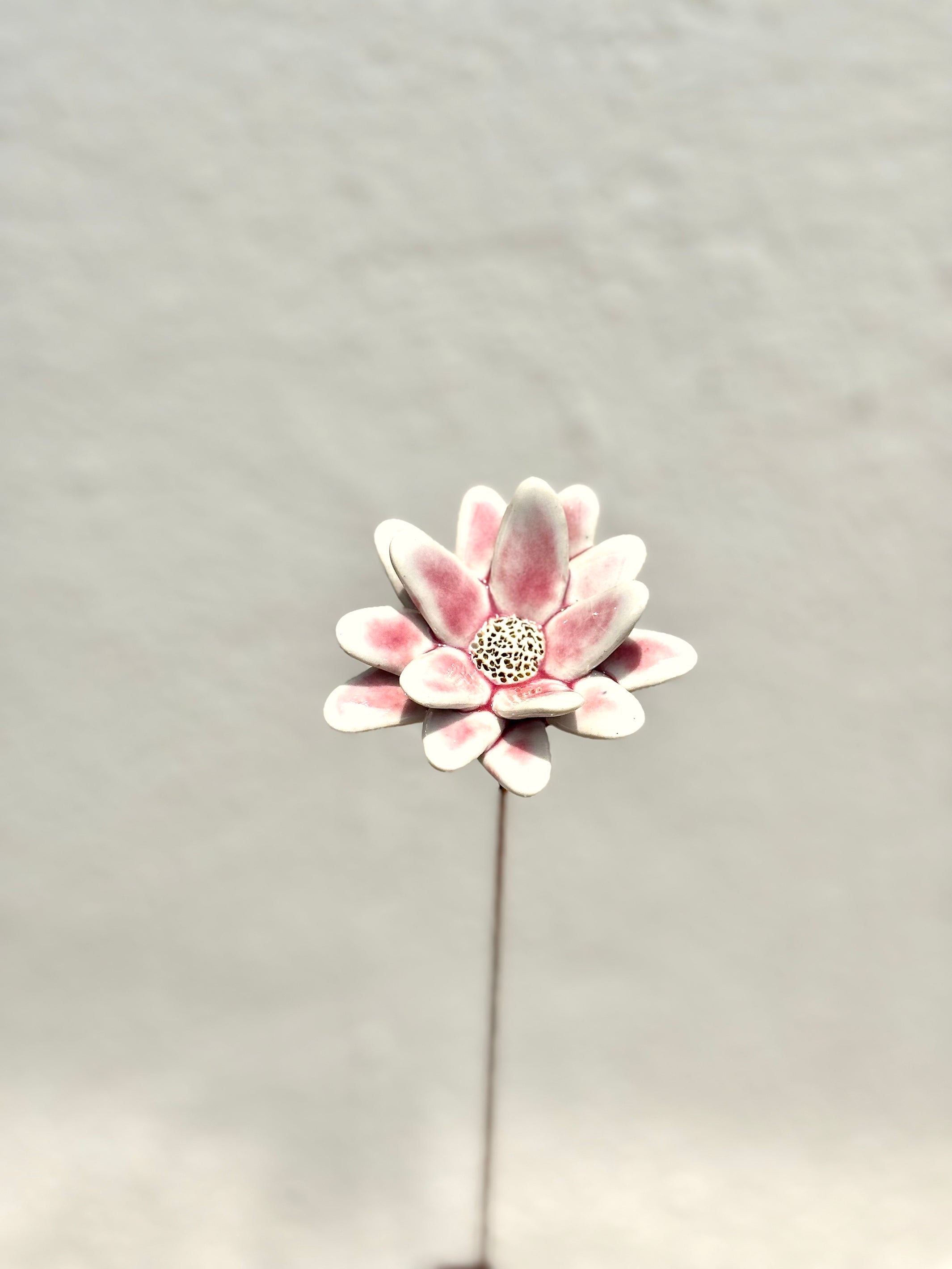 Where Wild Stars Bloom - Blush Single Flower Stem