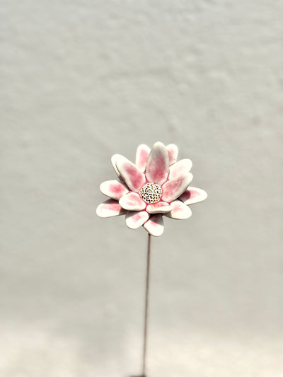 Where Wild Stars Bloom - Blush Single Flower Stem