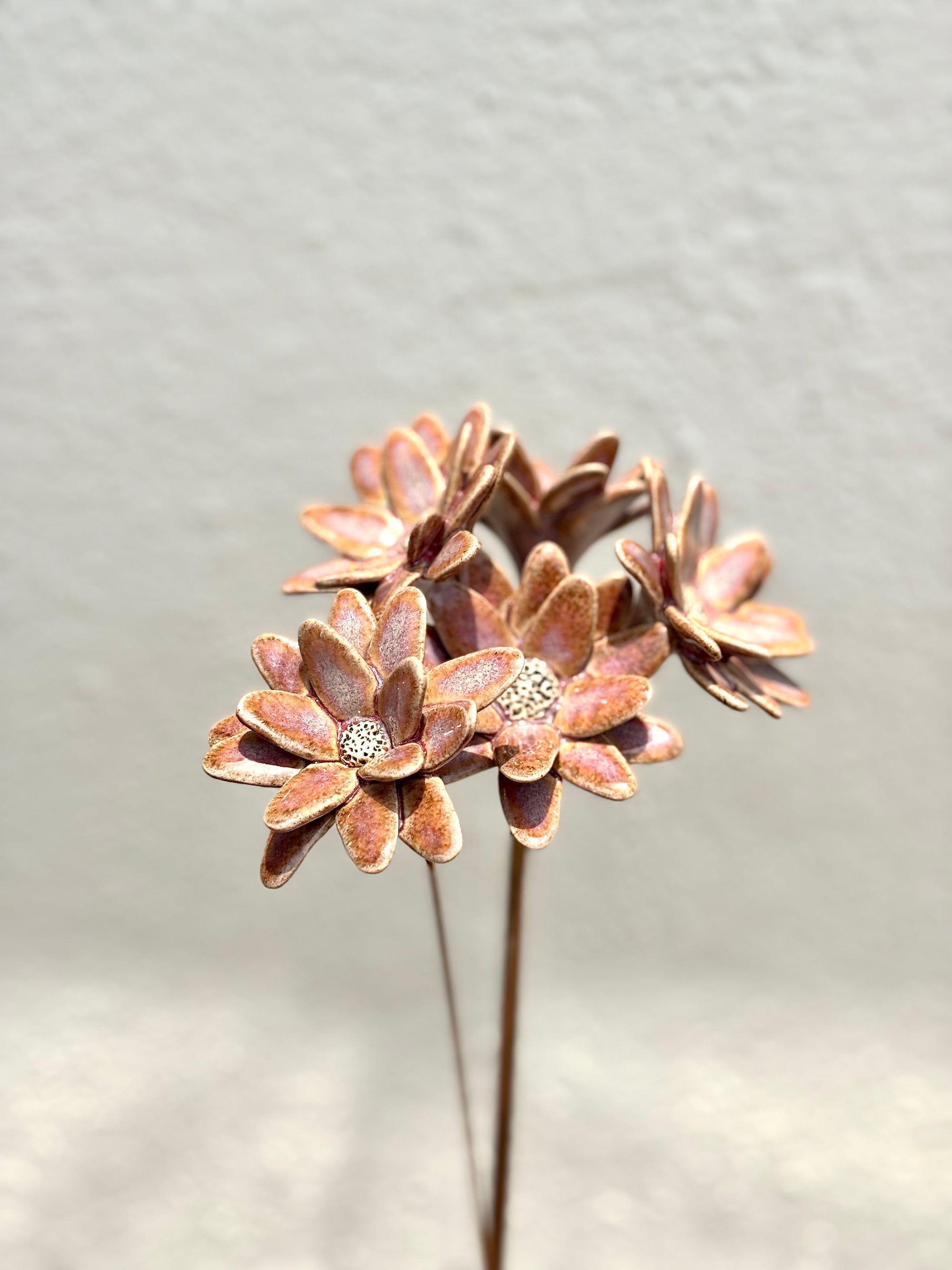 Where Wild Stars Bloom - Cherry-  Single Flower Stem