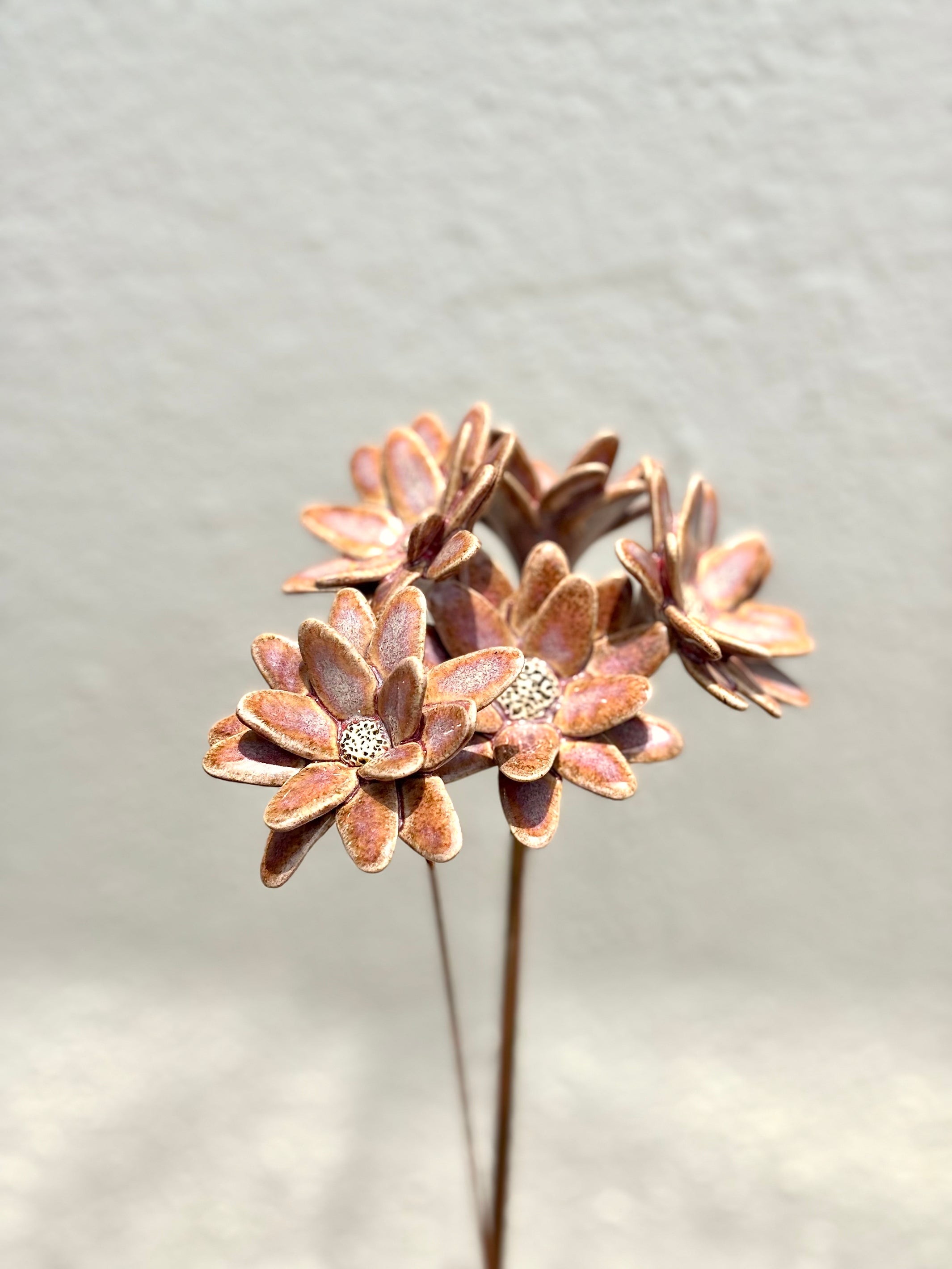 Where Wild Stars Bloom - Cherry-  Single Flower Stem - Product Image 