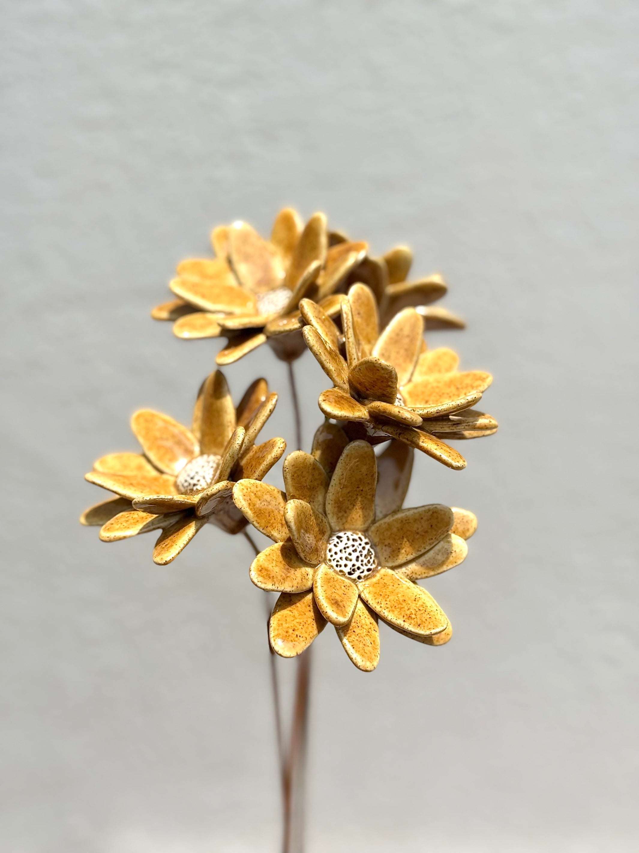 Where Wild Stars Bloom - Mustard- Single Flower Stem - Product Image 