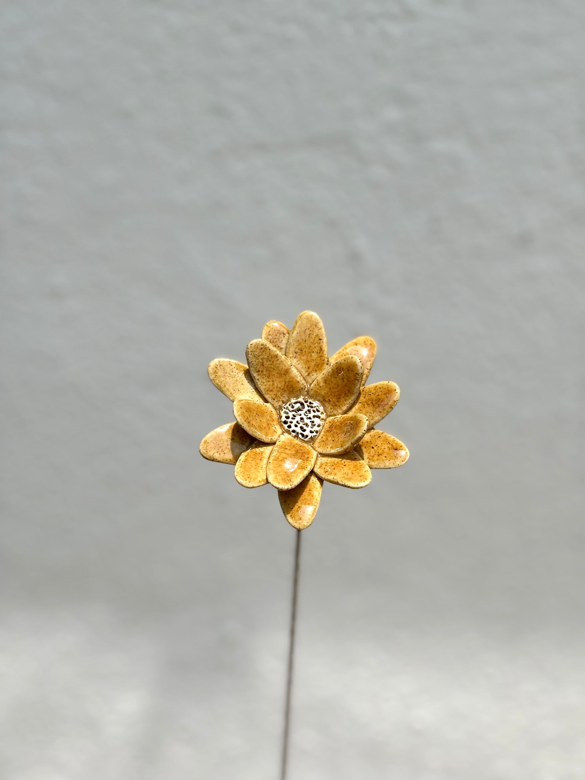 Where Wild Stars Bloom - Mustard- Single Flower Stem