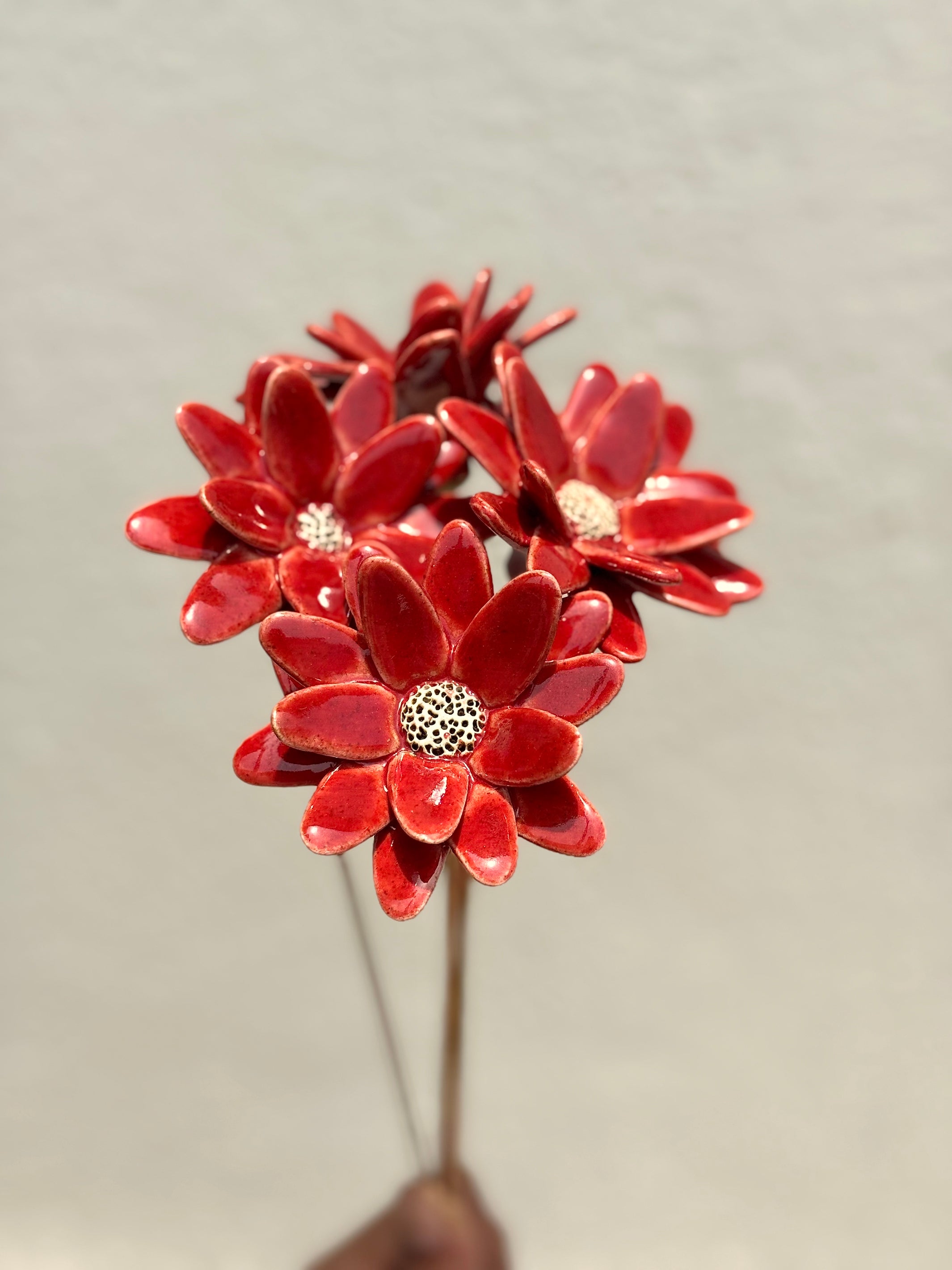 Where Wild Stars Bloom - Bright Red- Single Flower Stem
