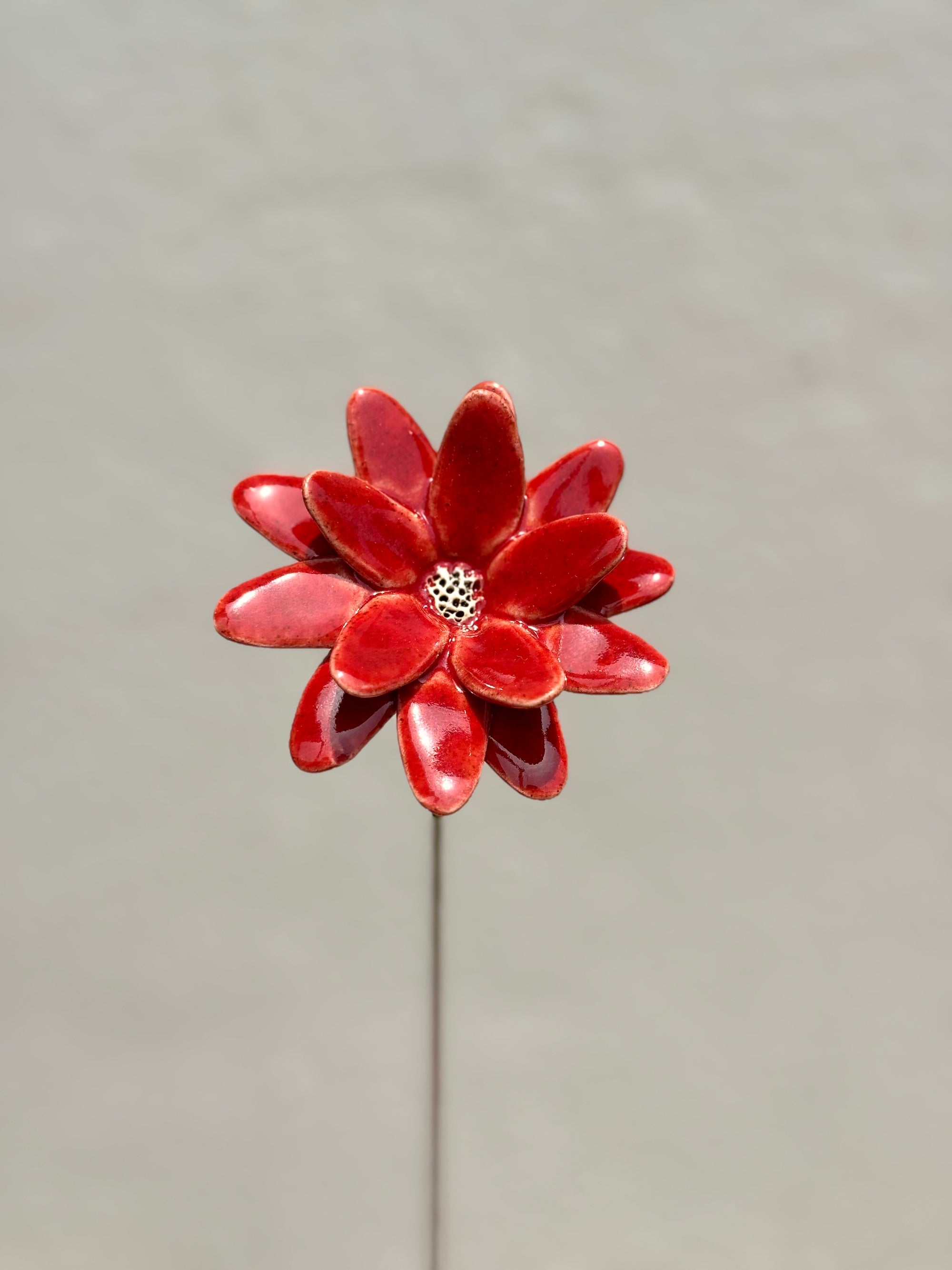 Where Wild Stars Bloom - Bright Red- Single Flower Stem