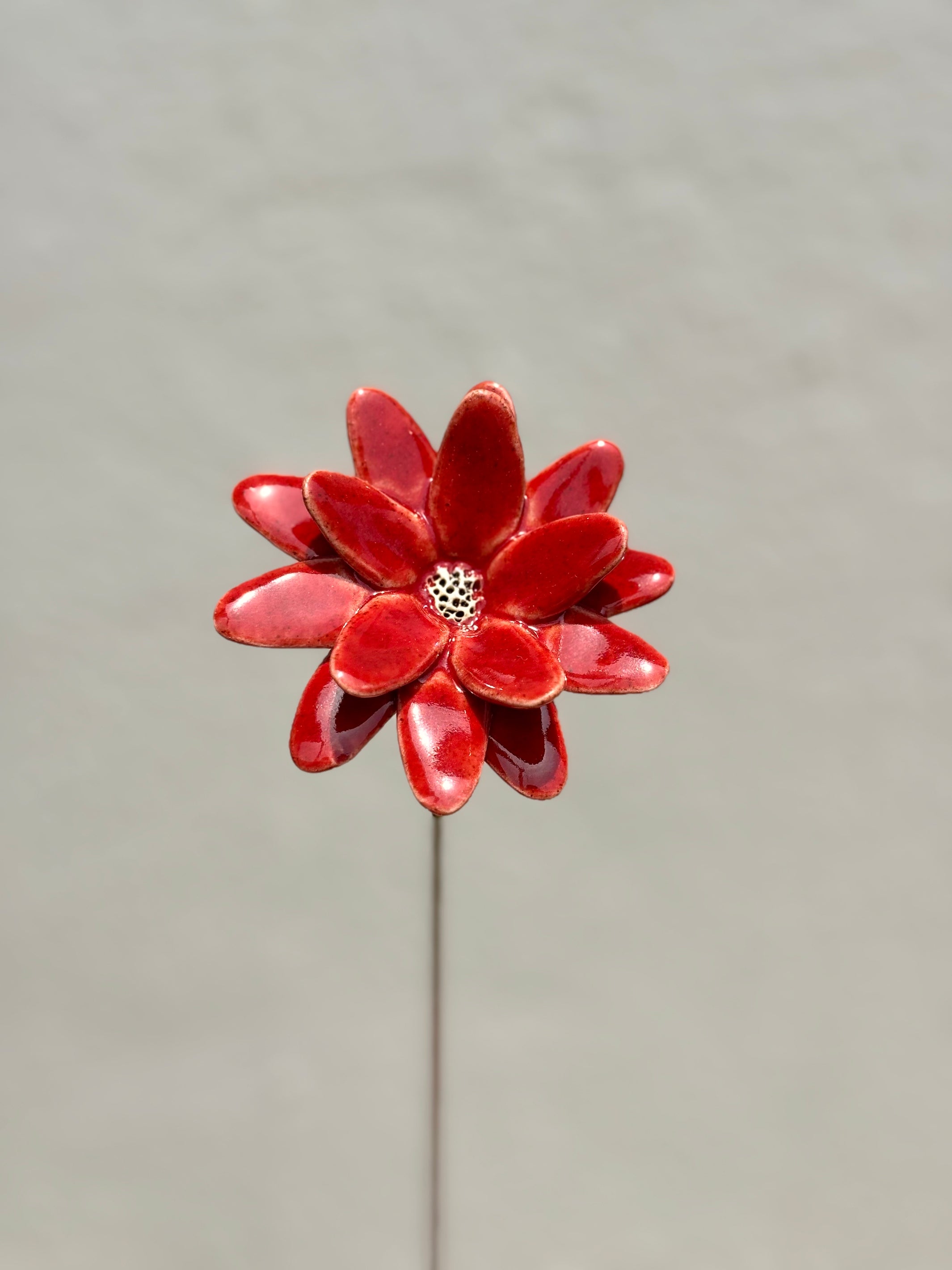 Where Wild Stars Bloom - Bright Red- Single Flower Stem - Product Image 