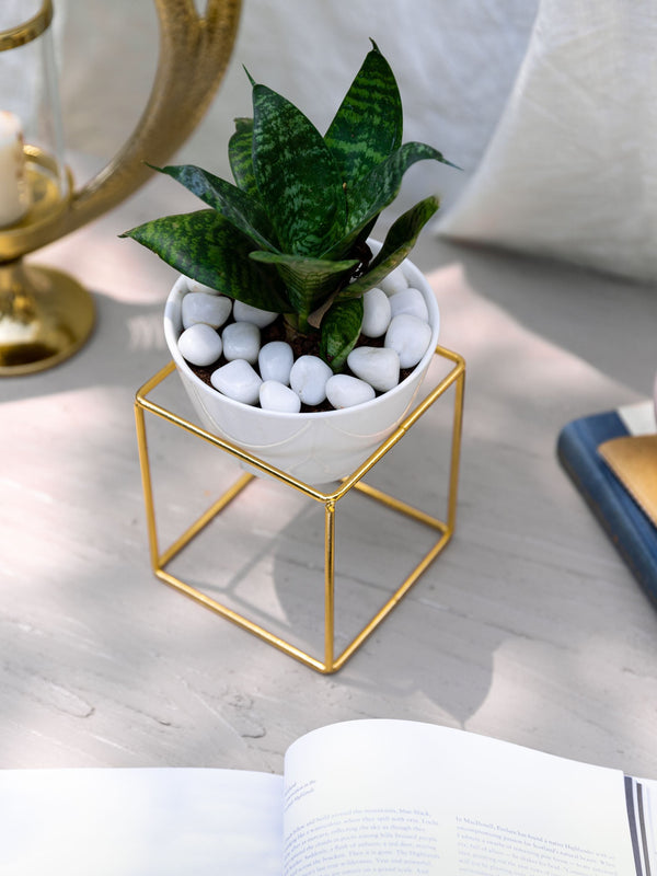 White Gold Square Planter