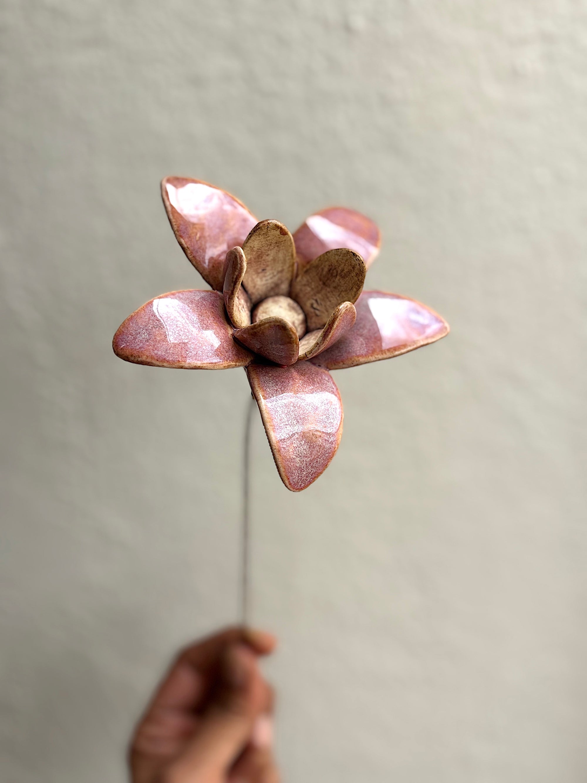 Wild Stars  - Cherry Single Flower Stem