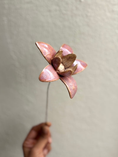 Wild Stars  - Cherry Single Flower Stem