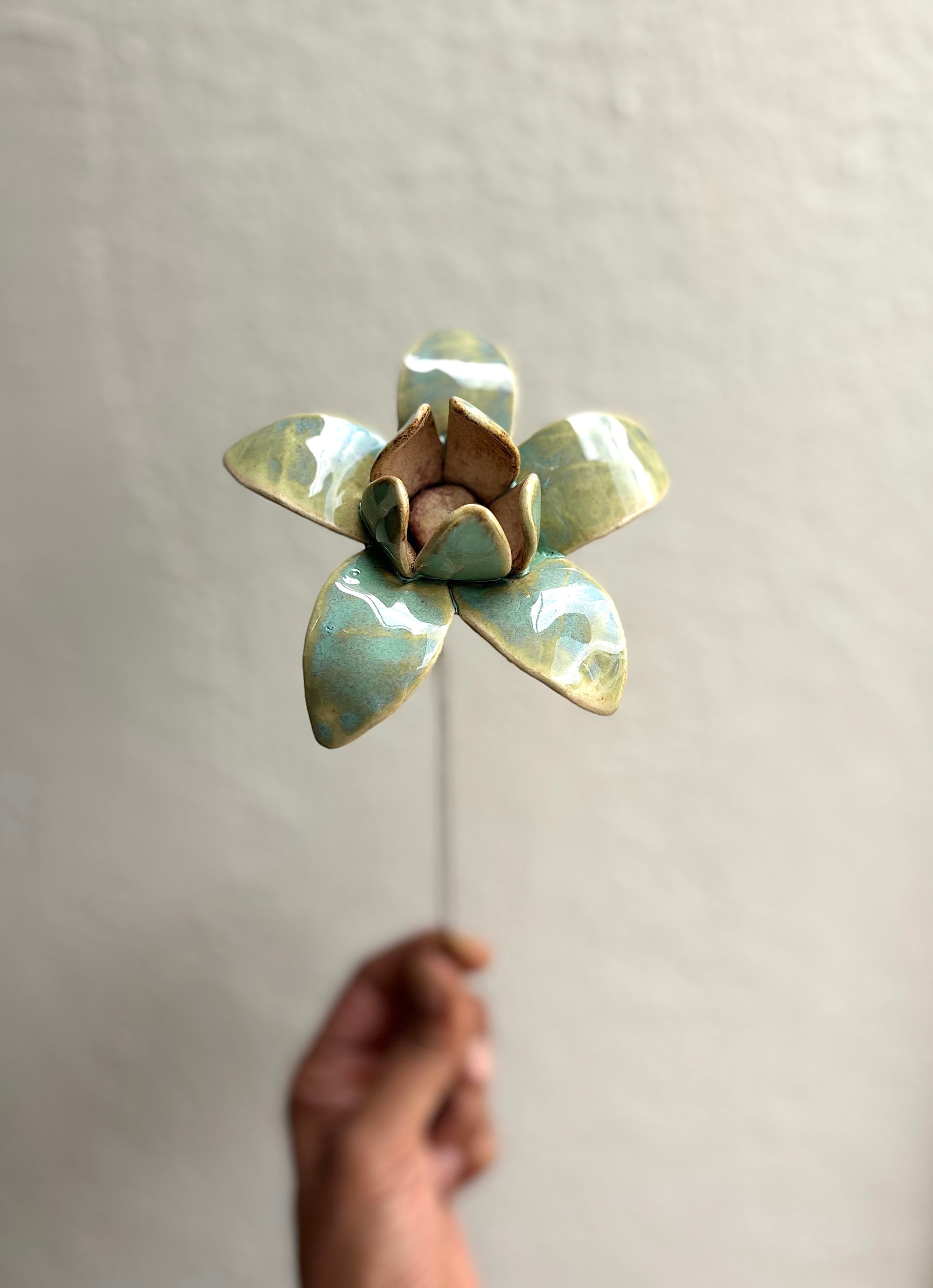 Wild Stars  - Ice Green Single Flower Stem