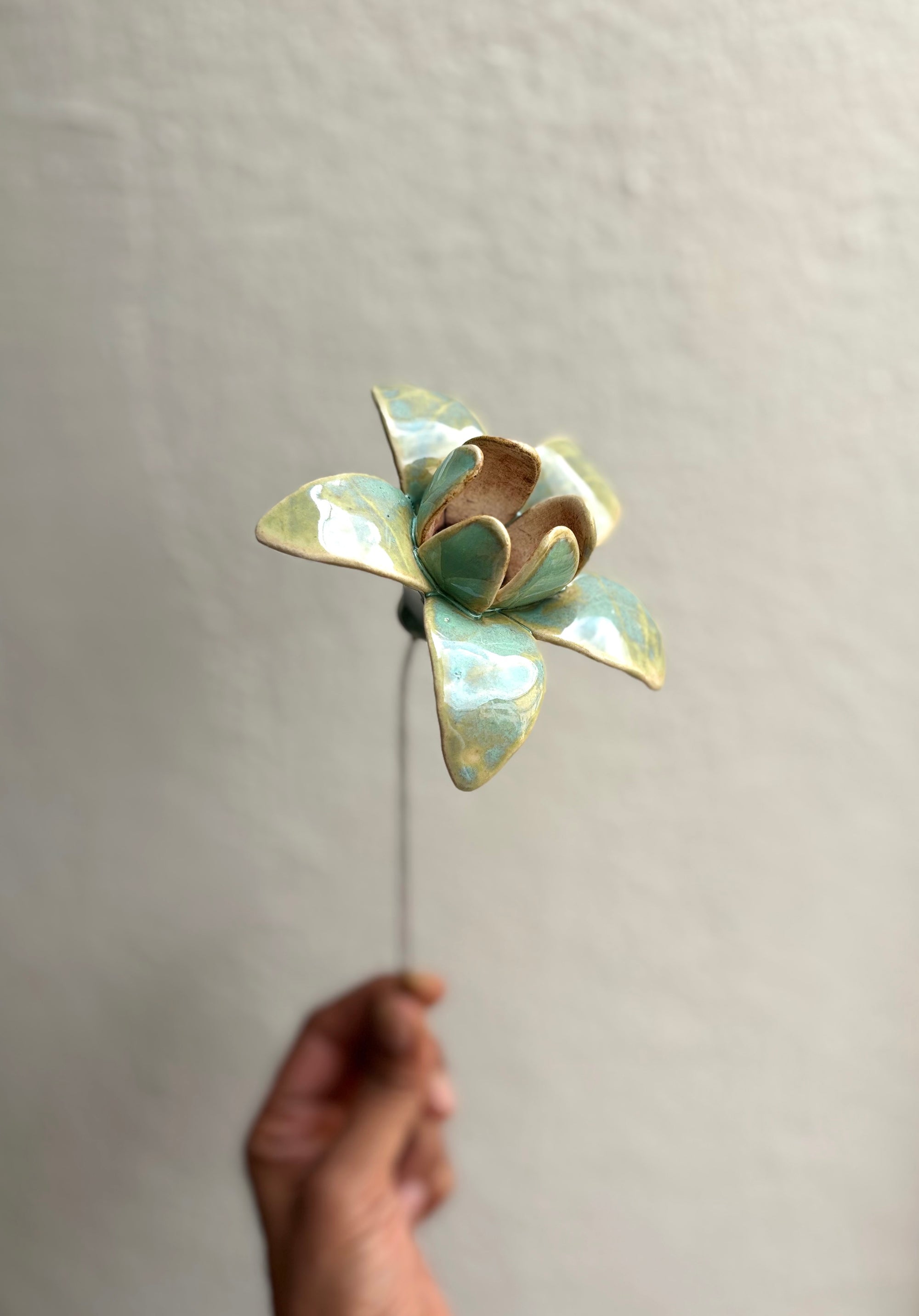 Wild Stars  - Ice Green Single Flower Stem