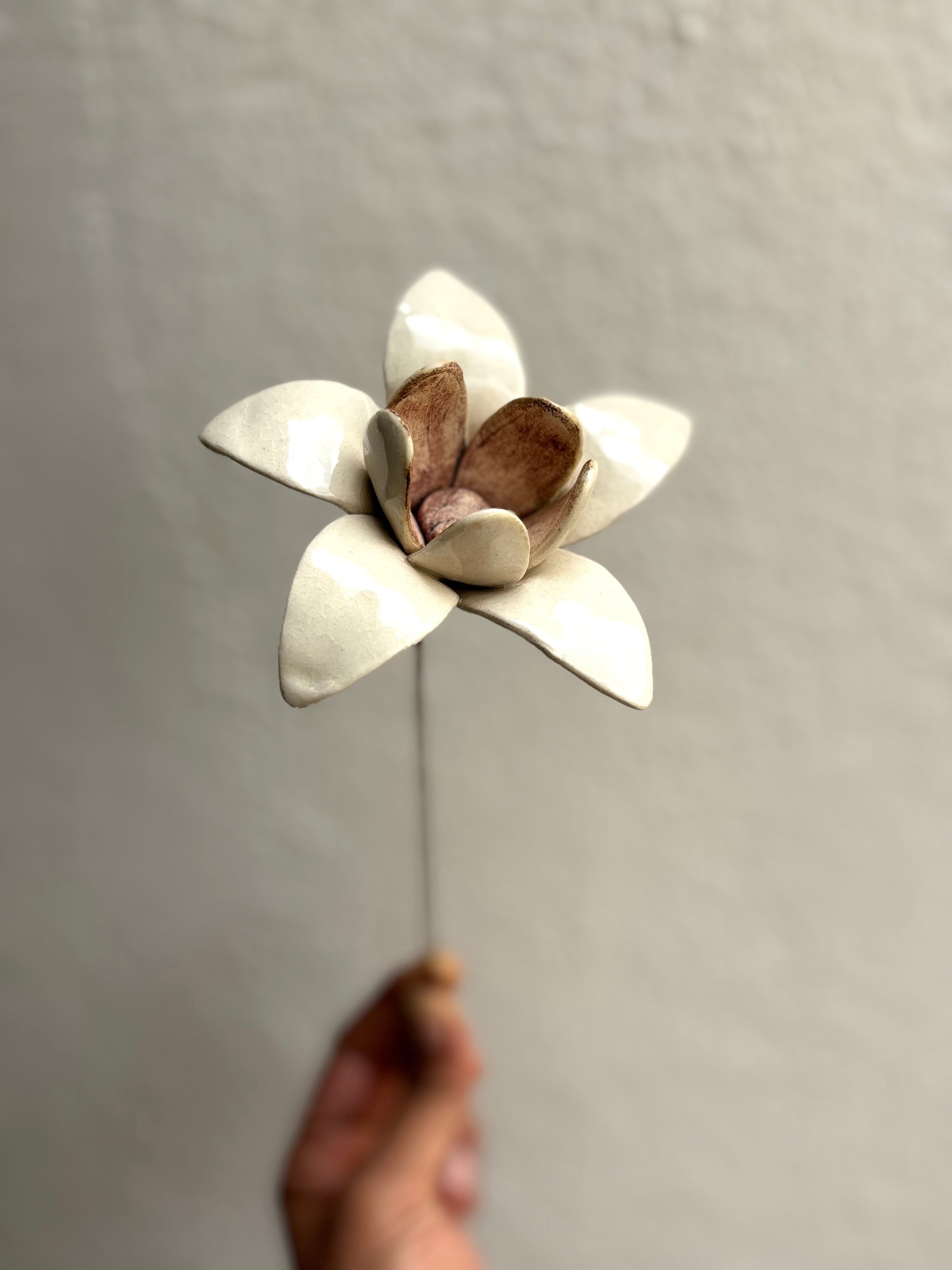 Wild Stars  - White Single Flower Stem