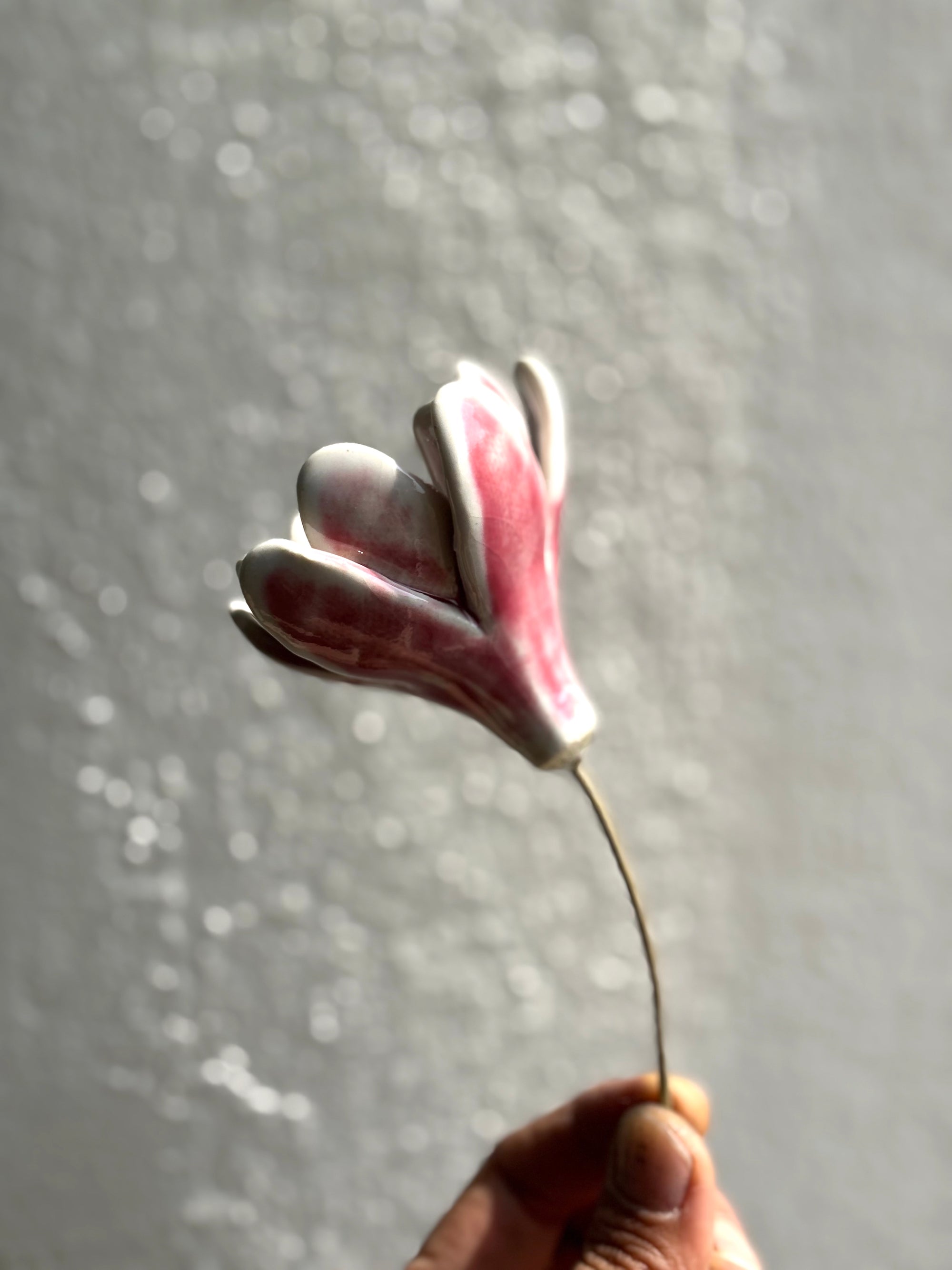 Zephyr lily - Blushing White