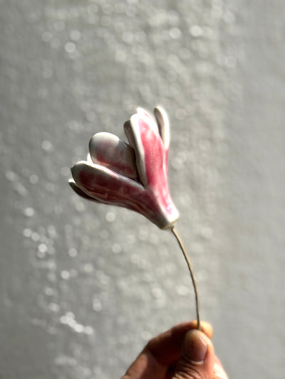 Zephyr lily - Blushing White