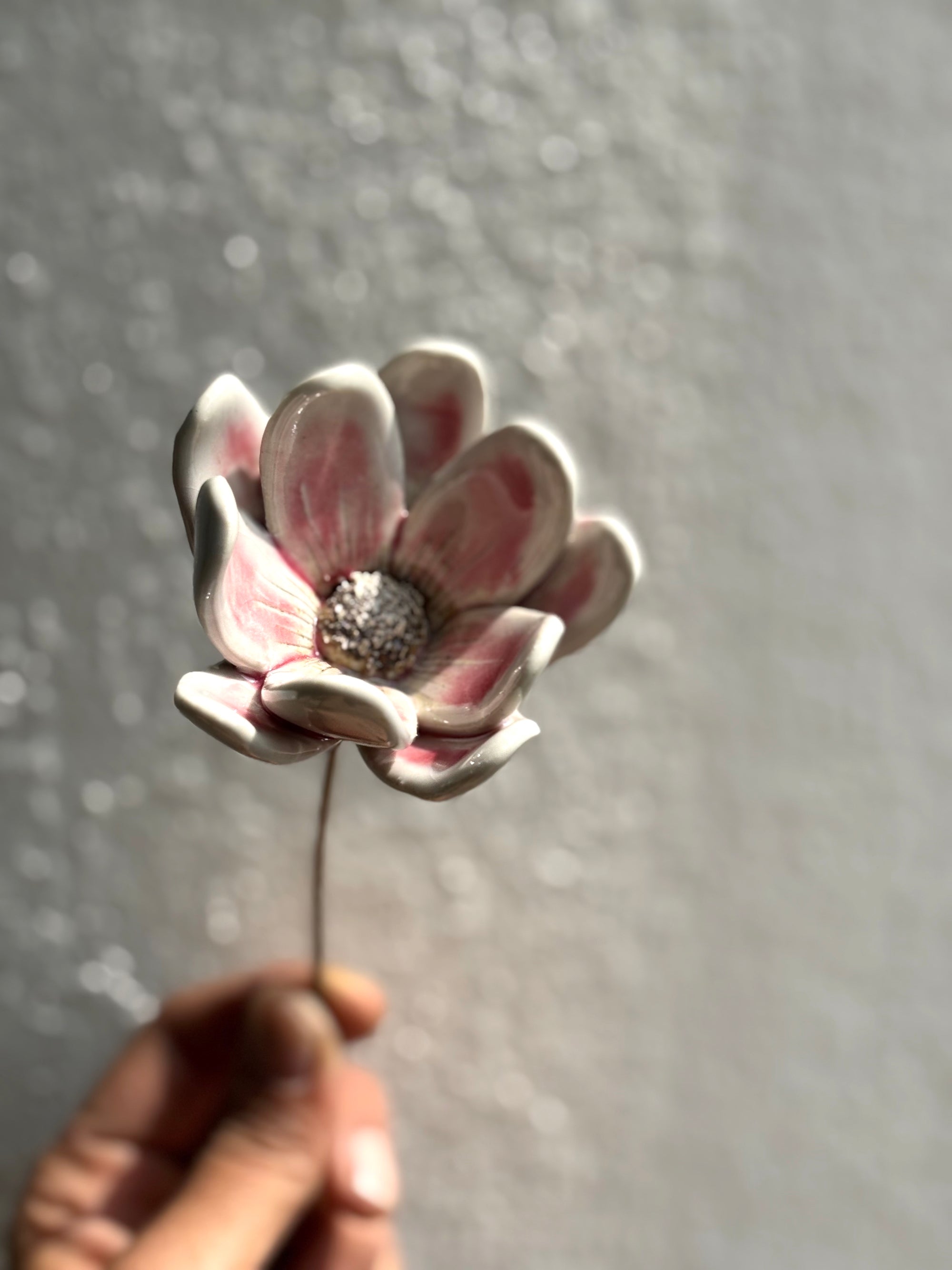 Zephyr lily - Blushing White