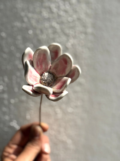 Zephyr lily - Blushing White