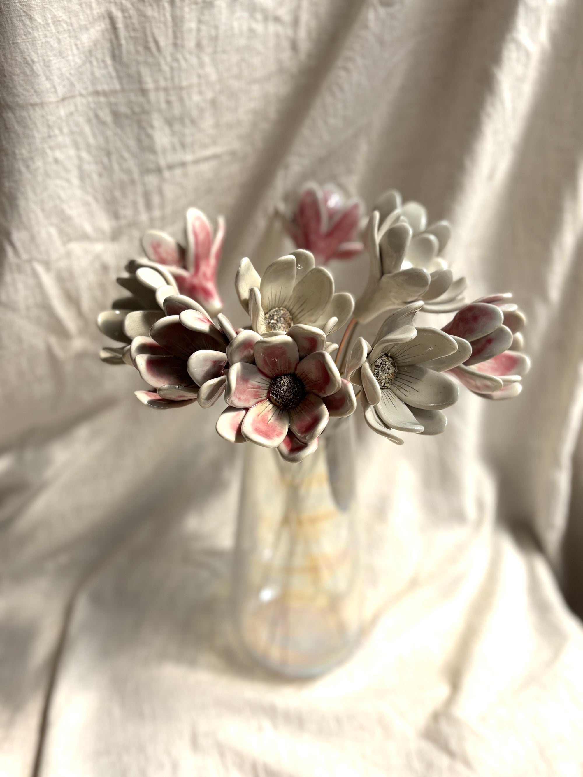 Zephyr lily - Blushing White