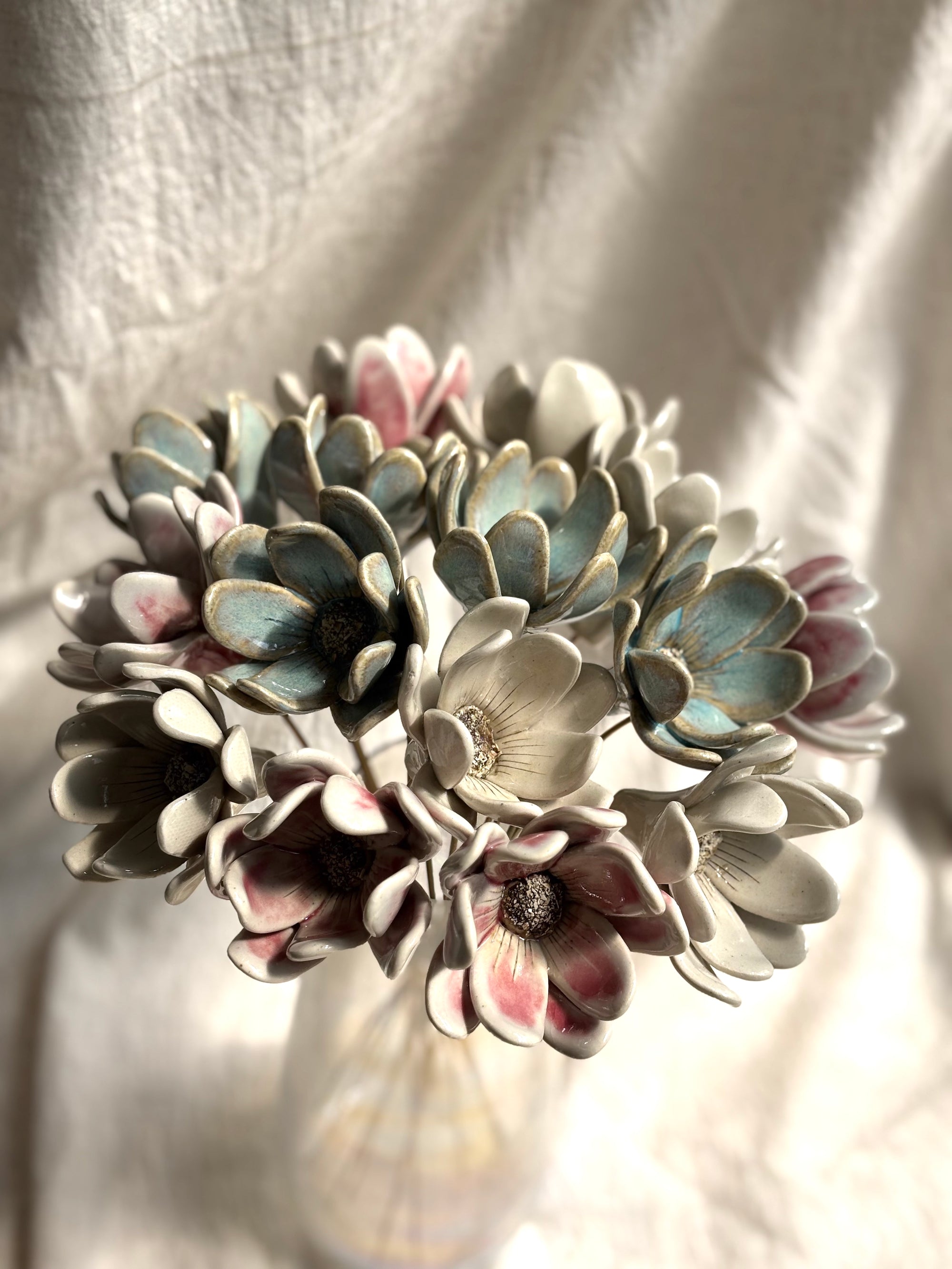 Zephyr lily - Blushing White