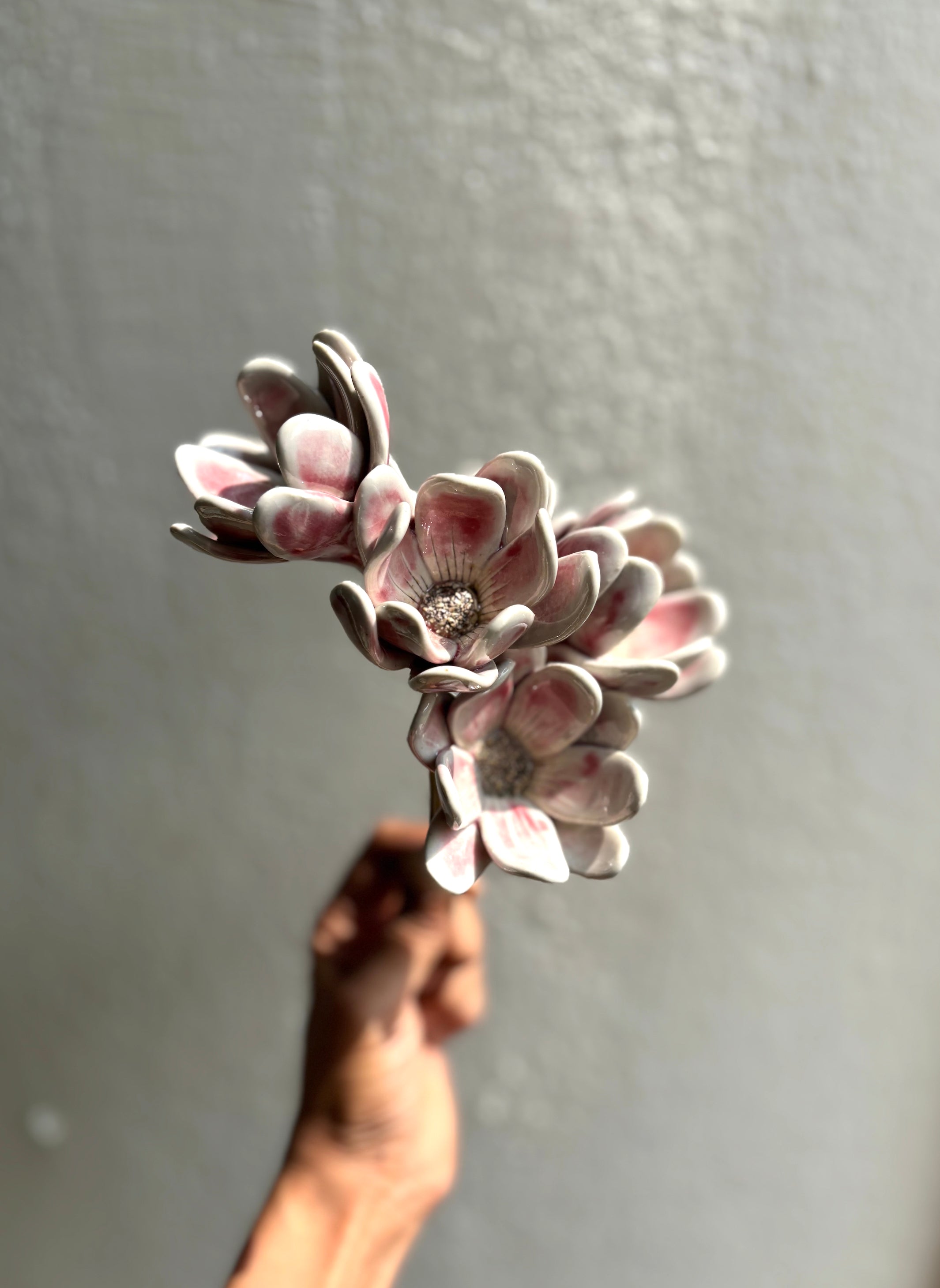 Zephyr lily - Blushing White