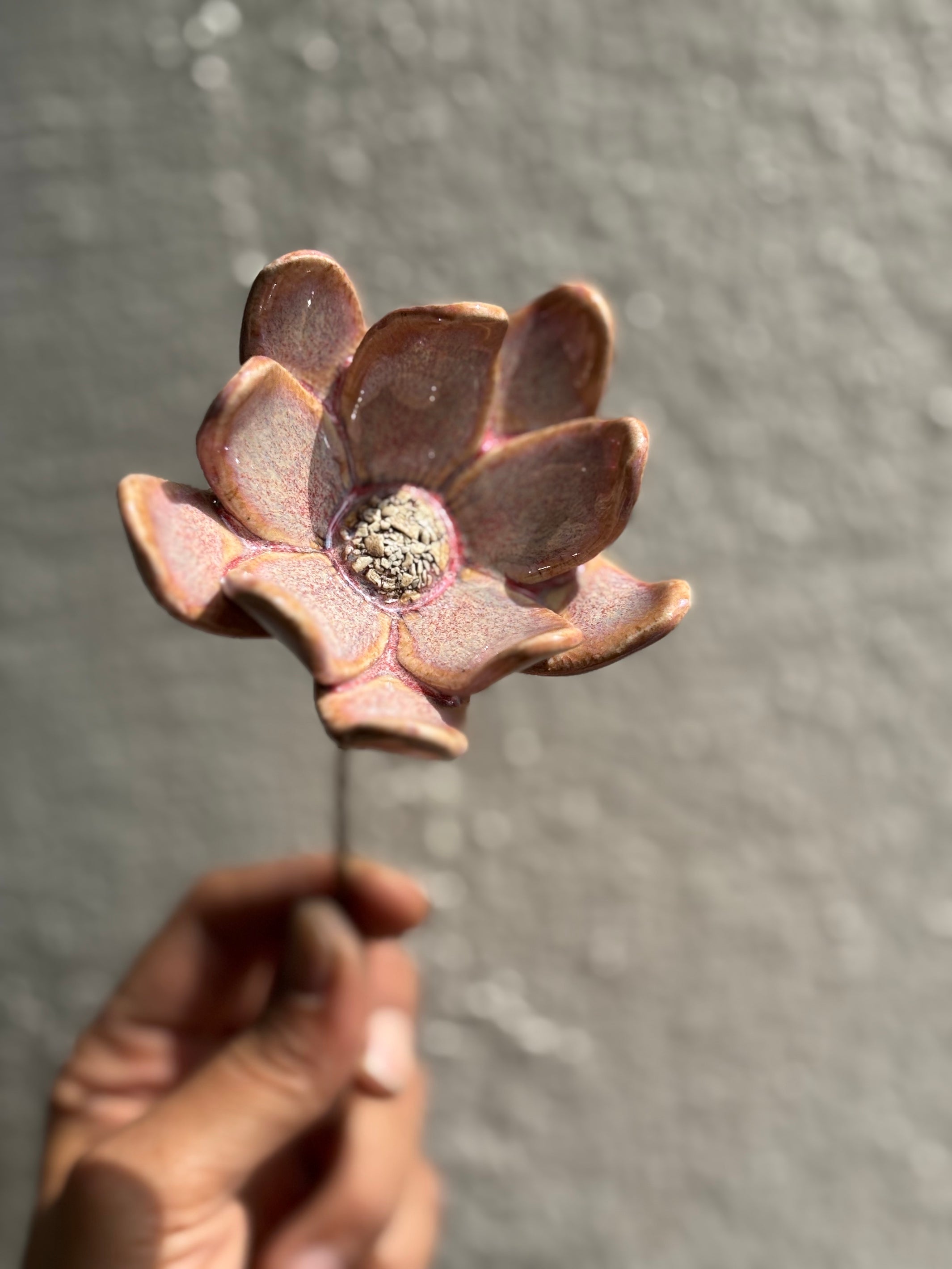 Zephyrlily Cherry Pink