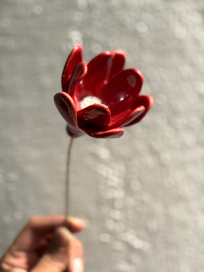 Zephyrlily Red Flower