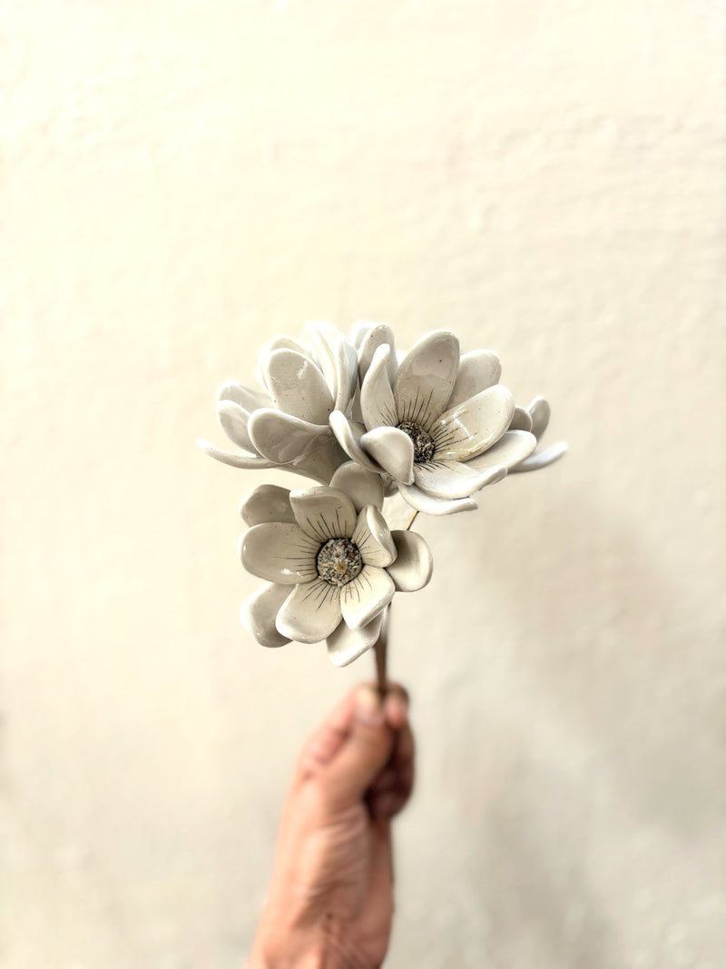Zephyr lily - White