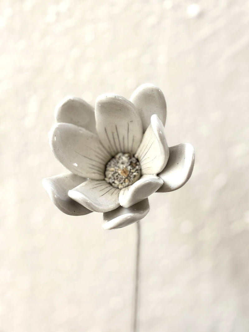 Zephyr lily - White