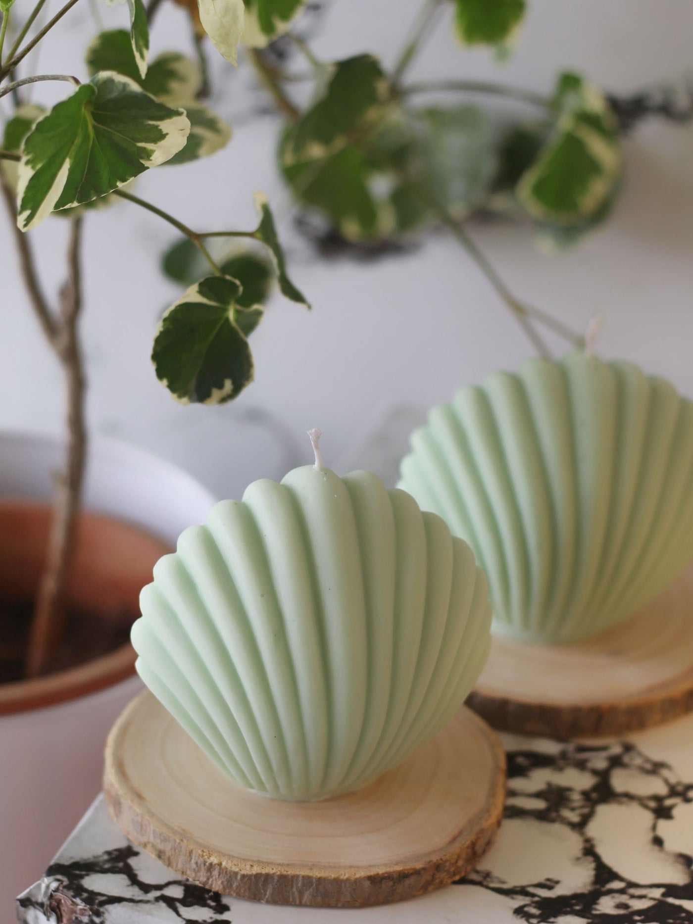 Green Shell Soy Candle - Set of 2