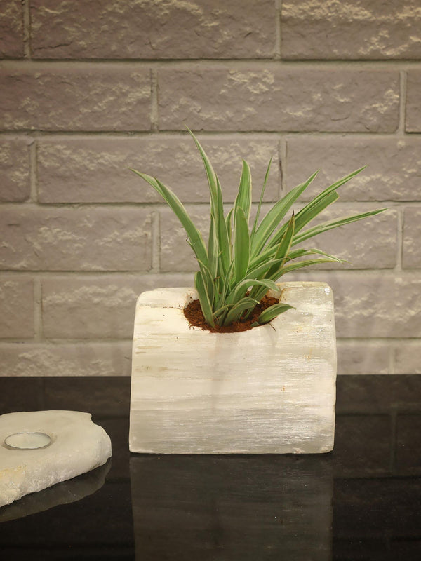 Semi Precious Selenite Planter