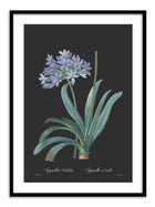 Wall Prints - Agapanthus umbellatus - Dark