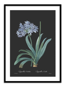 Wall Prints - Agapanthus umbellatus - Dark
