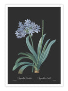 Wall Prints - Agapanthus umbellatus - Dark