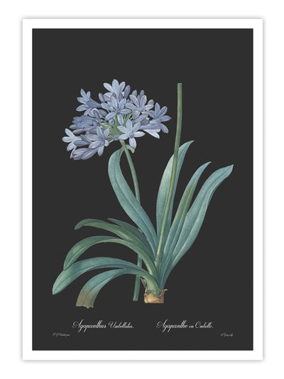 Wall Prints - Agapanthus umbellatus - Dark