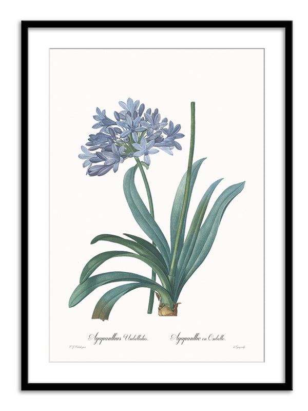 Wall Prints - Agapanthus umbellatus