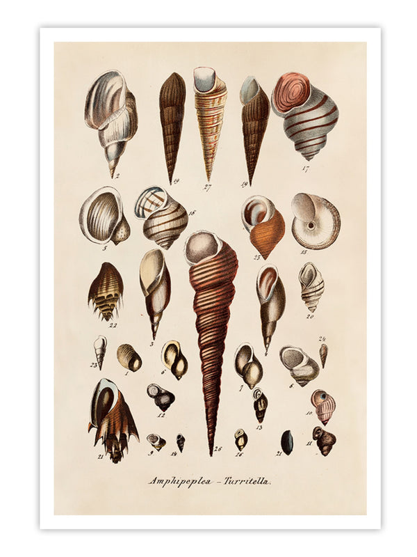 Wall Prints - Amphipeplea - Turritella