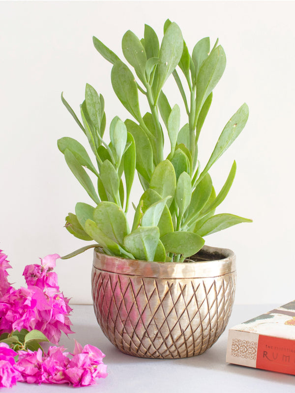 Azita Vintage Silver Hand-crafted Succulent Planter