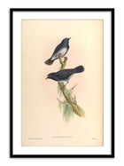 Wall Prints - Callene Albiventris
