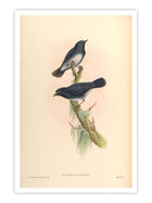 Wall Prints - Callene Albiventris