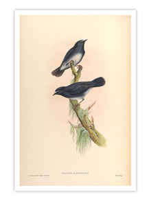 Wall Prints - Callene Albiventris