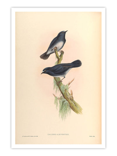 Wall Prints - Callene Albiventris