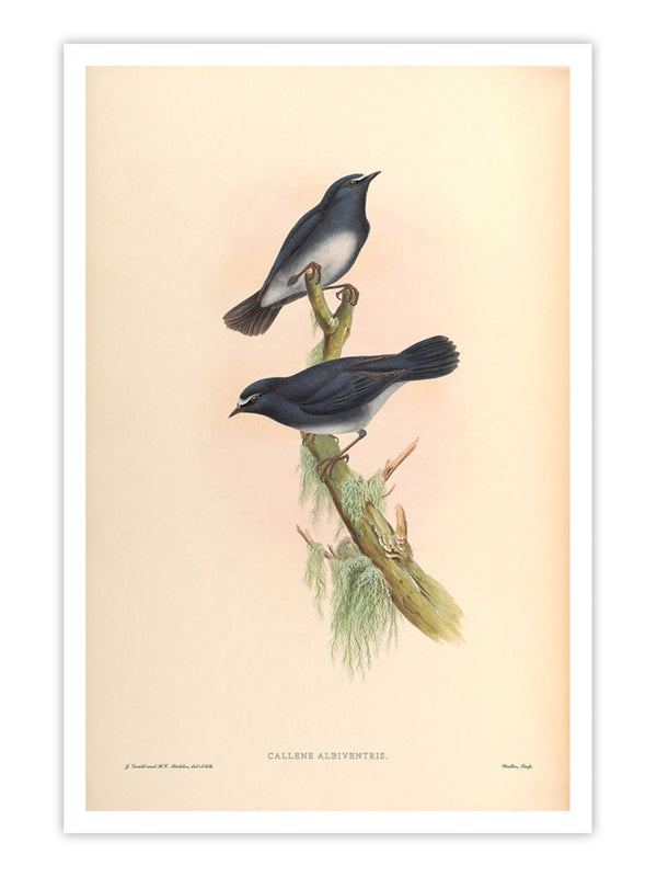 Wall Prints - Callene Albiventris