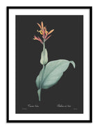 Wall Prints - Canna indica - Dark