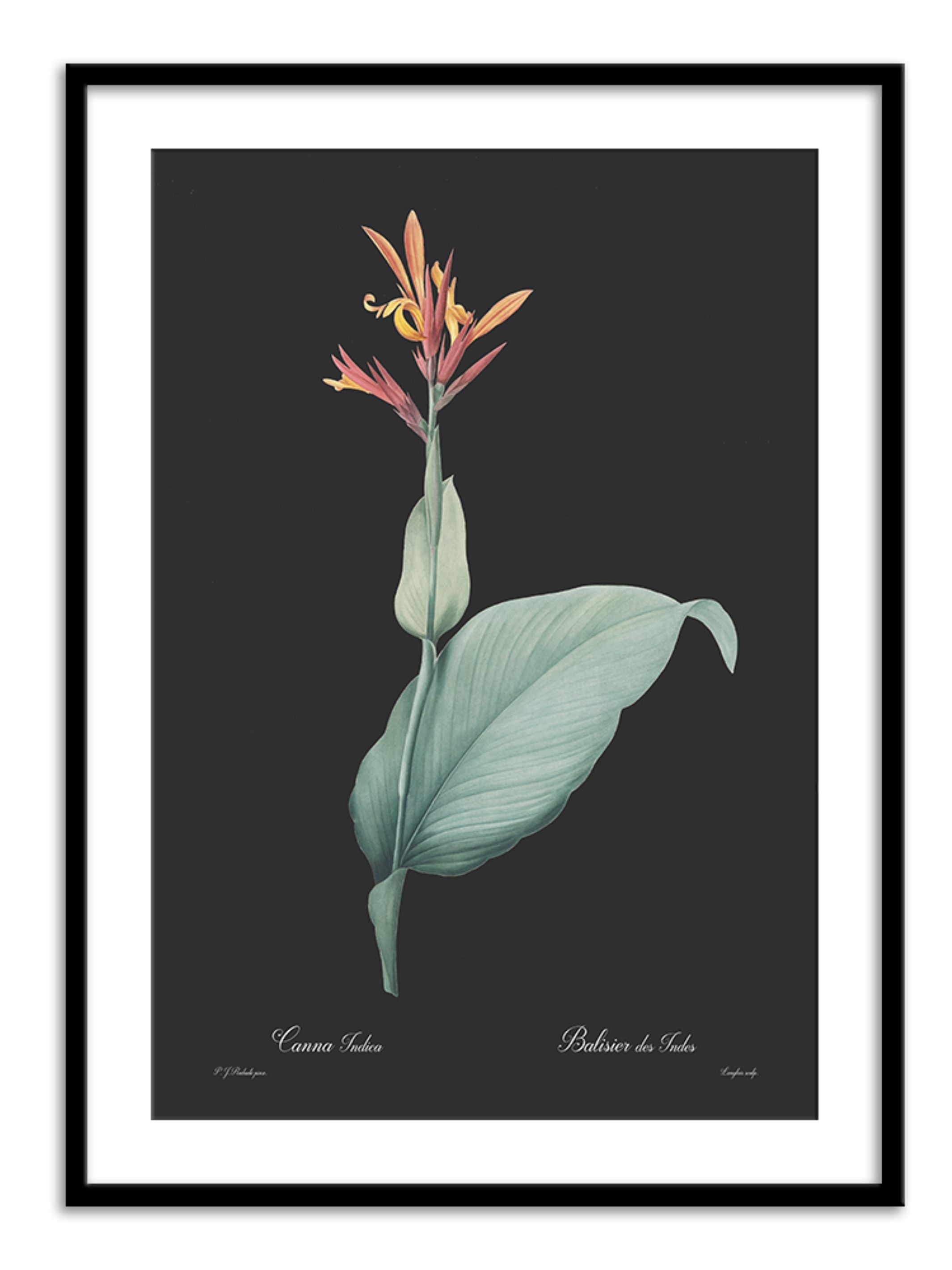 Wall Prints - Canna indica - Dark