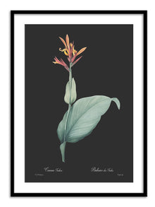 Wall Prints - Canna indica - Dark
