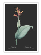 Wall Prints - Canna indica - Dark