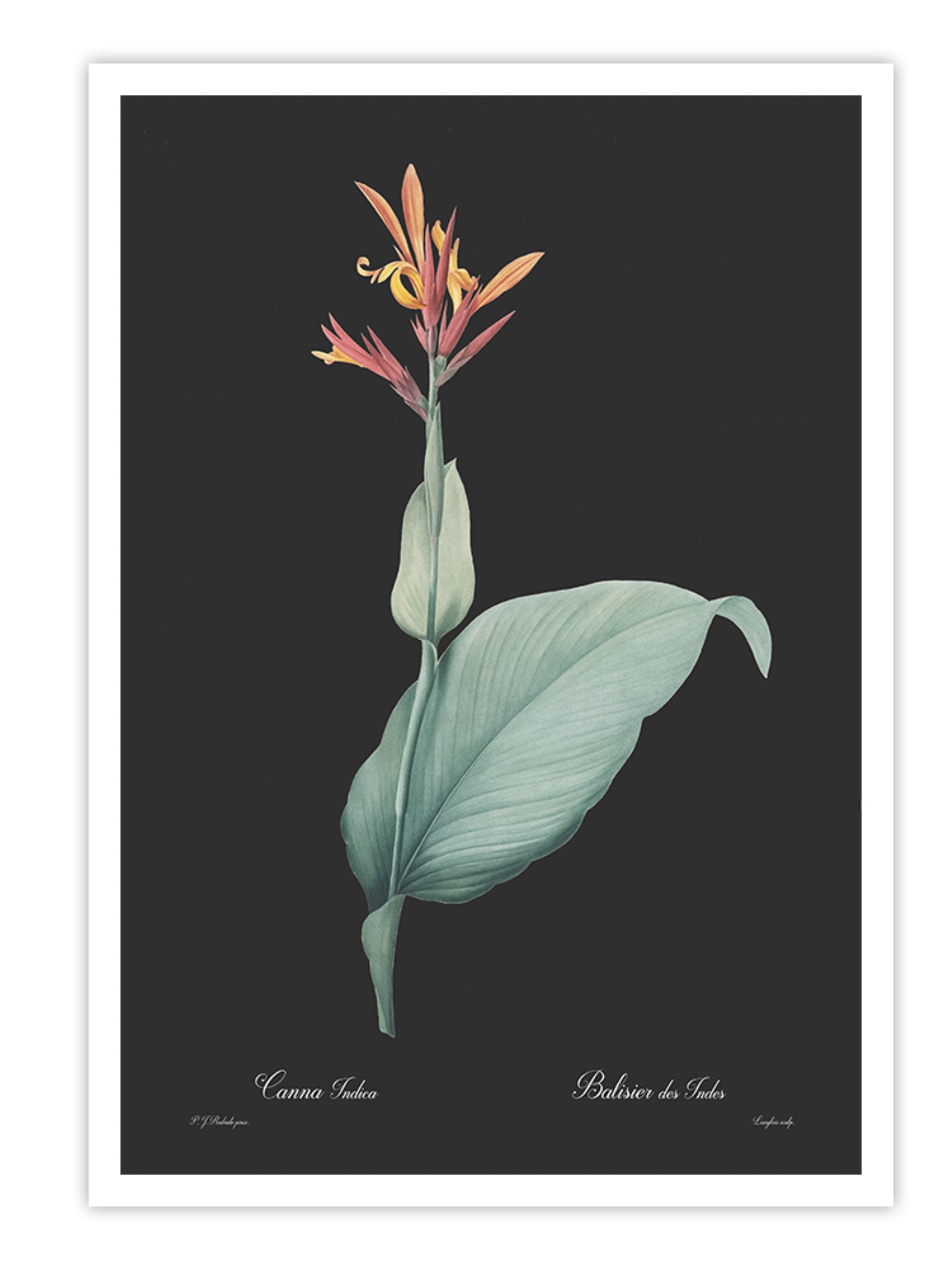 Wall Prints - Canna indica - Dark
