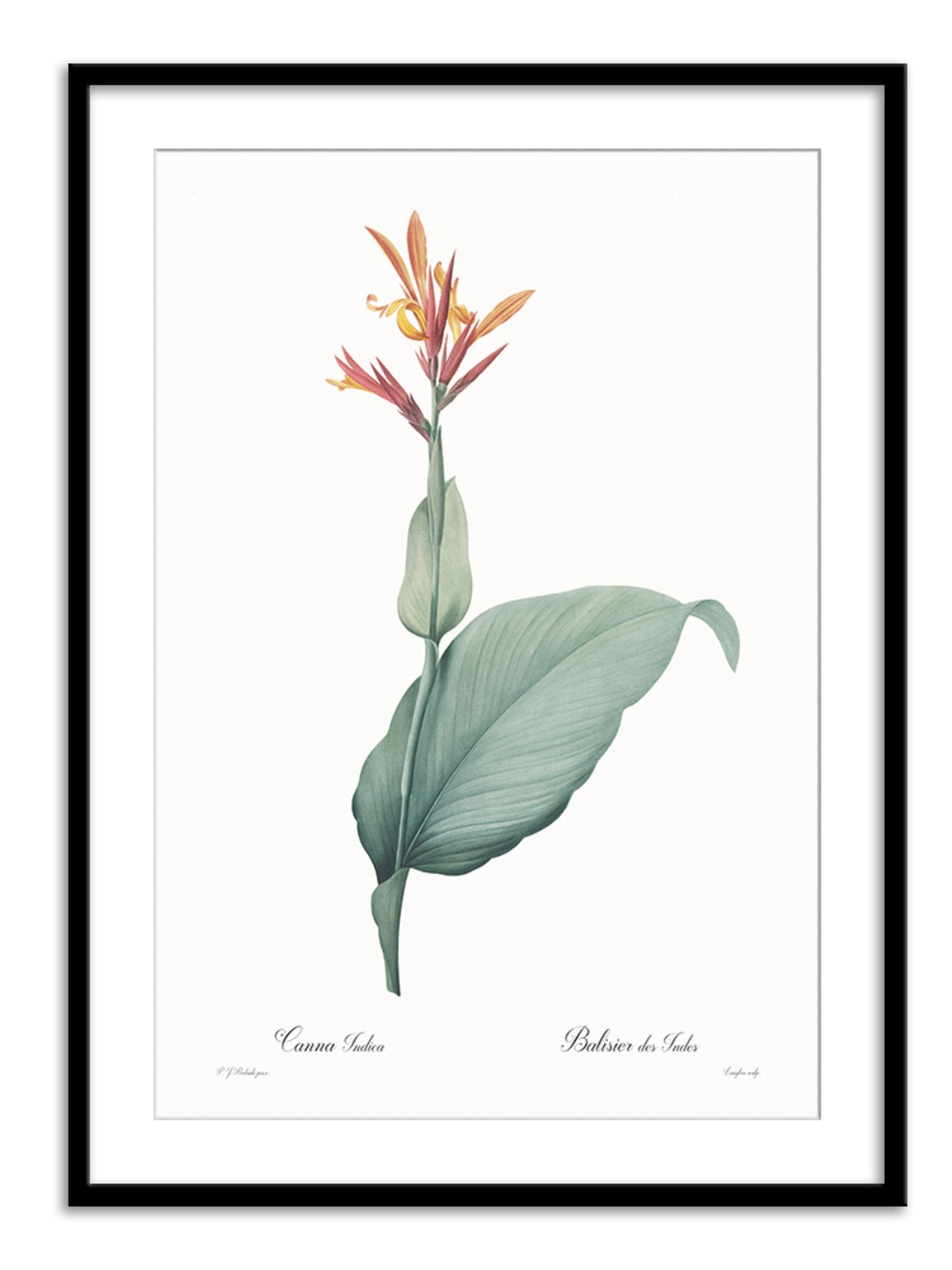 Wall Prints - Canna indica