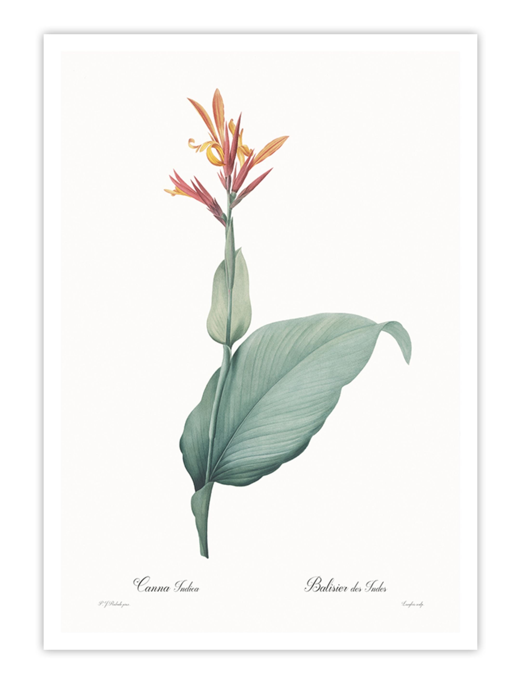 Wall Prints - Canna indica