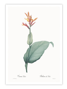 Wall Prints - Canna indica