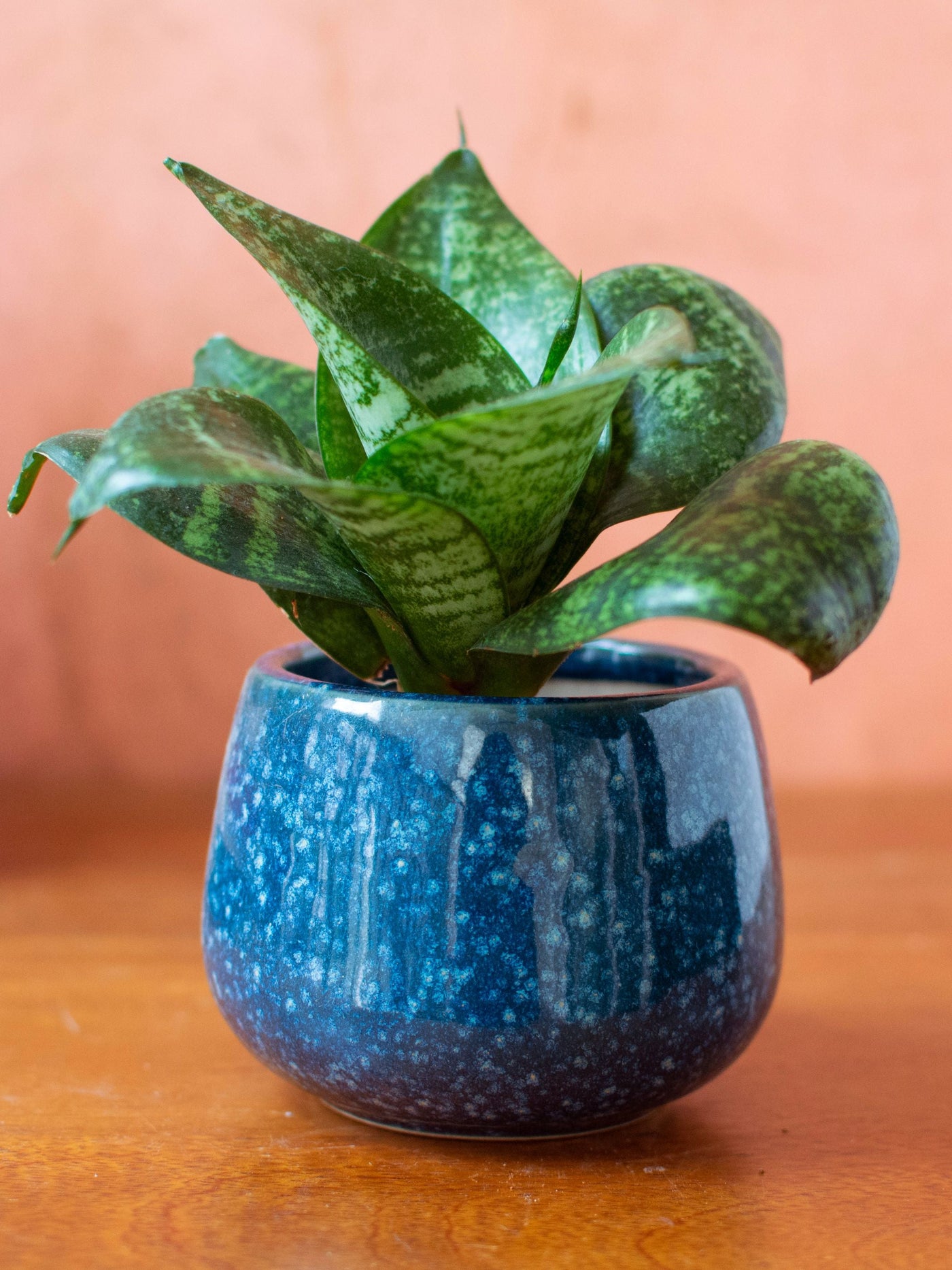 Ceramic Succulent Planters Set of 3