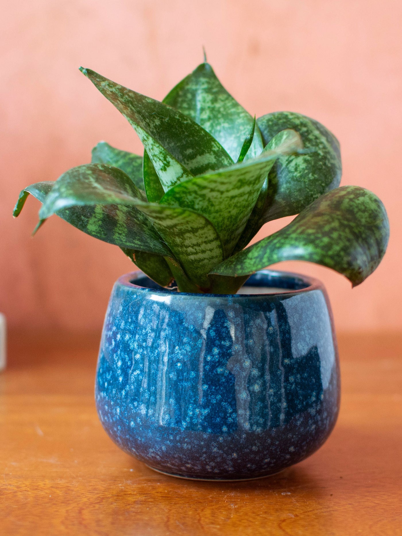 Ceramic Succulent Planters Set of 5